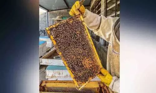 തേ​നു​ൽ​പാ​ദ​ന​ത്തി​ൽ വി​ജ​യം കൊ​യ്യാ​ൻ ഒ​മാ​ൻ