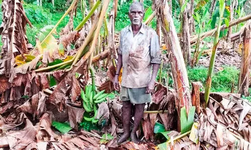 കാ​റ്റെ​ടു​ത്ത​ത്​ ഓ​ണ പ്ര​തീ​ക്ഷ; ന​ശി​ച്ച​ത്​ 32,000 ഓ​ളം ഏ​ത്ത​വാ​ഴ​ക​ൾ