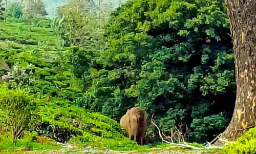ചി​റ​ക്ക​ര​യുടെ ഉ​റ​ക്കം കെ​ടു​ത്തി കാ​ട്ടാ​ന