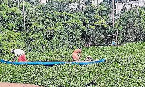 വേമ്പനാട്ടുകായലിൽ പായൽ; മത്സ്യത്തൊഴിലാളികൾ ദുരിതത്തിൽ വേമ്പനാട്ടുകായലിൽ പായൽ; മത്സ്യത്തൊഴിലാളികൾ ദുരിതത്തിൽ