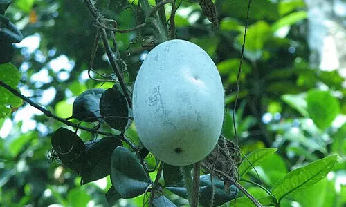 ash gourd