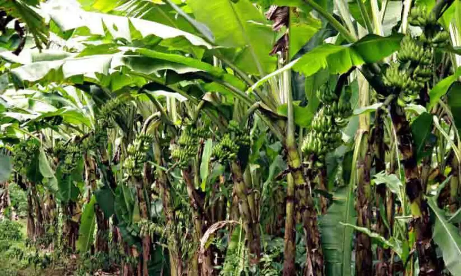 മലയോരത്ത് വീണ്ടും കദളീവനങ്ങള്‍ ഒരുങ്ങുന്നു