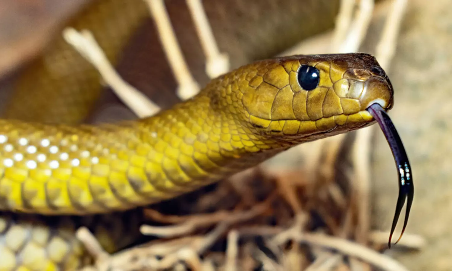 ലോകത്ത് പാമ്പുകടിയേറ്റുള്ള മരണങ്ങളിൽ ഇന്ത്യ ഒന്നാമത്; പ്രതിവർഷം 58,000 കേസുകൾ