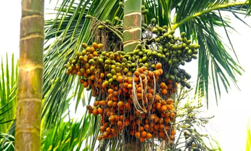 അടക്ക, കുരുമുളക് വ്യാപാരി കർഷകരുടെ 94.78 ലക്ഷം തട്ടി അടക്ക, കുരുമുളക് വ്യാപാരി കർഷകരുടെ 94.78 ലക്ഷം തട്ടി