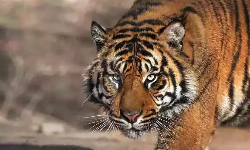 കടുവയുടെ ആക്രമണത്തിൽ വീട്ടമ്മ മരിച്ചു കടുവയുടെ ആക്രമണത്തിൽ വീട്ടമ്മ മരിച്ചു