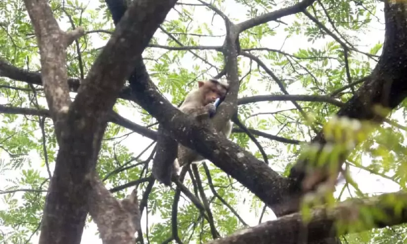 ഹലോ, മങ്കി സ്പീക്കിങ്...