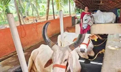 ഗിർ മുതൽ വെച്ചൂർ വരെ; ഈ പുരയിടം നാടൻ   പശുക്കളുടെ പറുദീസ