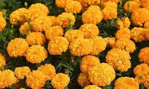 ഓണപ്പൂക്കൾ വീട്ടിൽതന്നെ കൃഷി ചെയ്യാം