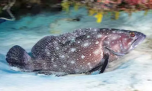 white grouper fish