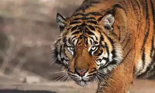 ക​ടു​വ​യു​ടെ ആ​ക്ര​മ​ണ​ത്തി​ൽ വീ​ട്ട​മ്മ മ​രി​ച്ചു