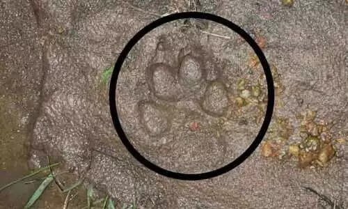 പുലിപ്പേടി ഒഴിയാതെ മലയോരമേഖല; ഭാരതീപുരം ഓയിൽ പാം തോട്ടത്തിലെ വഴിയിലാണ് പുലിയെ കണ്ടത് പുലിപ്പേടി ഒഴിയാതെ മലയോരമേഖല; ഭാരതീപുരം ഓയിൽ പാം തോട്ടത്തിലെ വഴിയിലാണ് പുലിയെ കണ്ടത്