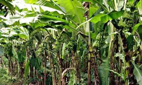 മലയോരത്ത് വീണ്ടും കദളീവനങ്ങള്‍ ഒരുങ്ങുന്നു