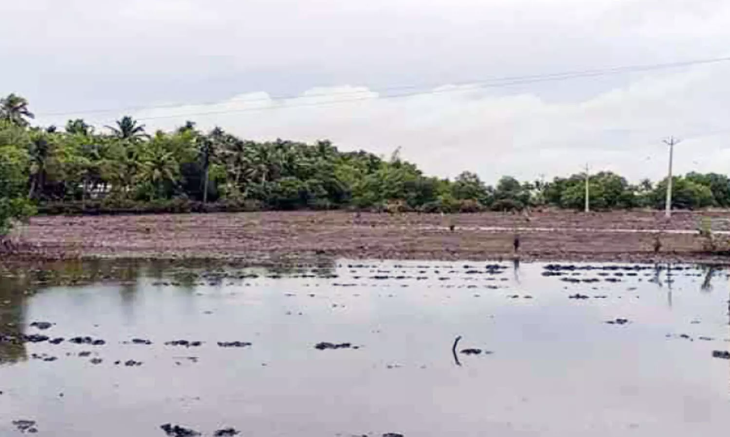 നെൽവയലുകളിൽ ഉപ്പുവെള്ളം തുടരുന്നു; കലക്ടറുടെ ഉത്തരവിന് പുല്ലുവില