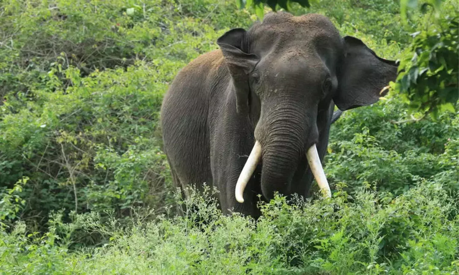 wild elephant attack