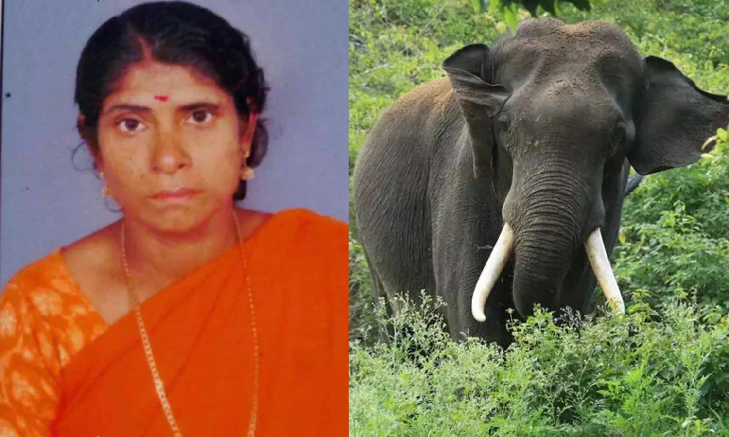 കാട്ടാന ആക്രമണത്തിൽ ആദിവാസി സ്ത്രീ മരിച്ചു; ഇടുക്കി പീരുമേട്ടിലാണ് സംഭവം