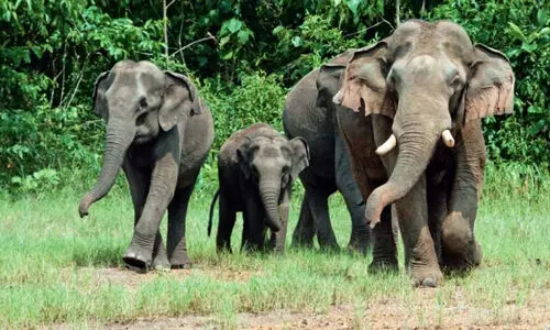 ആവോലിക്കുഴിയിൽ കാട്ടാനക്കൂട്ടം കൃഷി നശിപ്പിച്ചു; കൃ​ഷി ഭൂ​മി​യി​ൽ പ്ര​വേ​ശി​ച്ച​ത് സൗ​രോ​ർ​ജ വേ​ലി​ക​ൾ ച​വി​ട്ടി ഇ​ള​ക്കി​