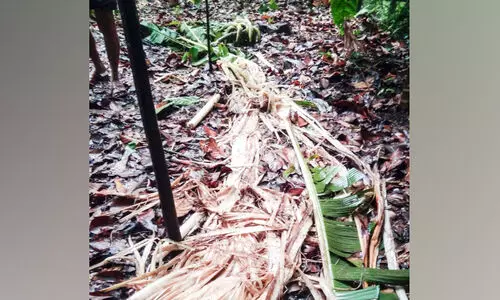 മുള്ളരിങ്ങാട്ട്​​ വീണ്ടും കാട്ടാന ആക്രമണം; കൃഷി നിശിപ്പിച്ചു