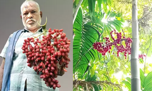 ചുവന്നു തുടുത്ത് ചെടിപ്പാക്ക്; കാഴ്ചയിലും വിലയിലും കേമൻ