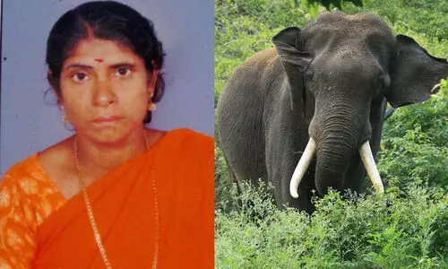 കാട്ടാന ആക്രമണത്തിൽ ആദിവാസി സ്ത്രീ മരിച്ചു; ഇടുക്കി പീരുമേട്ടിലാണ് സംഭവം