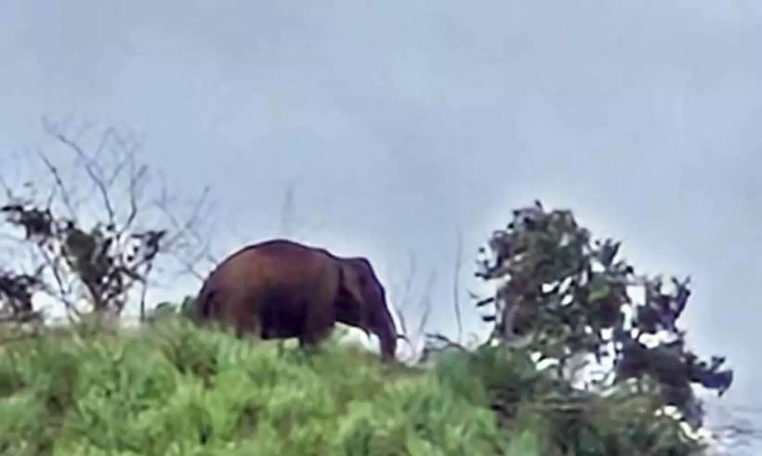 നി​ല​ക്കാ​തെ കൊ​ല​വി​ളി...