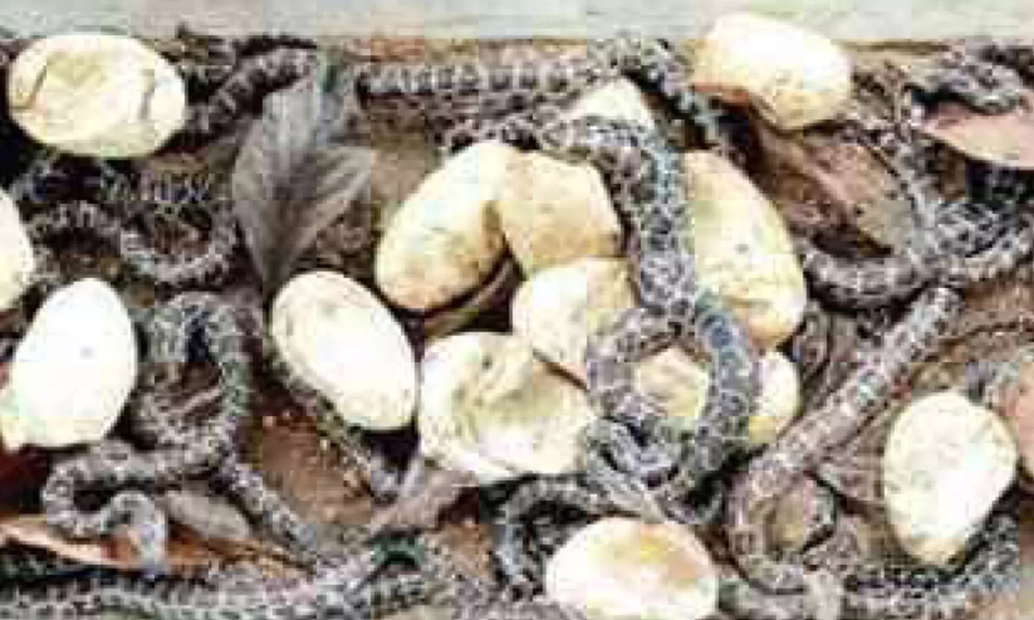 20 മുട്ടകളും കോടിയേരിയിൽ വിരിഞ്ഞു; പെരുമ്പാമ്പിൻ കുഞ്ഞുങ്ങൾ ഇനി കാട്ടിൽ വസിക്കും