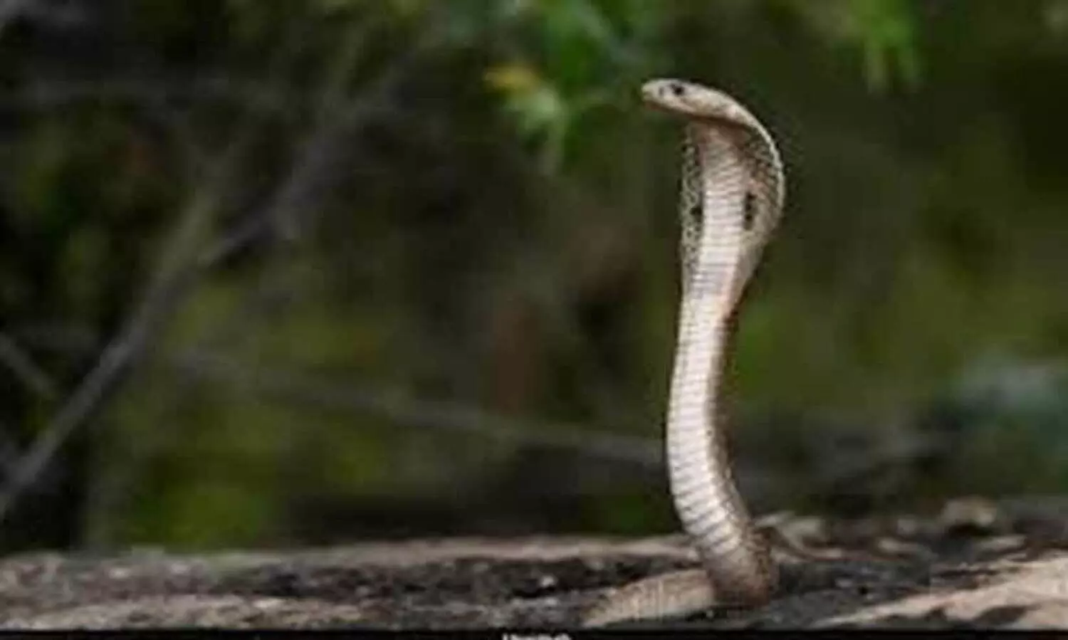 ഉയരമേറിയ എവറസ്റ്റ് മേഖലയിൽ നിന്നും രാജ വെമ്പാലകളെ കണ്ടെത്തിയത് ആഗോള താപനത്തിന്‍റെ ലക്ഷണമോ?