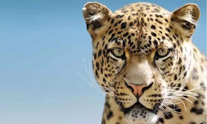 നഗരത്തിൽ പുലിയിറങ്ങി; ജനങ്ങൾ പരിഭ്രാന്തിയിൽ നഗരത്തിൽ പുലിയിറങ്ങി; ജനങ്ങൾ പരിഭ്രാന്തിയിൽ