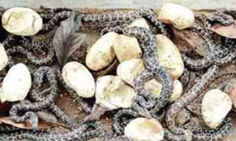 20 മുട്ടകളും കോടിയേരിയിൽ വിരിഞ്ഞു; പെരുമ്പാമ്പിൻ കുഞ്ഞുങ്ങൾ ഇനി കാട്ടിൽ വസിക്കും