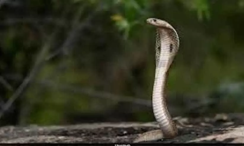 ഉയരമേറിയ എവറസ്റ്റ് മേഖലയിൽ നിന്നും രാജ വെമ്പാലകളെ കണ്ടെത്തിയത് ആഗോള താപനത്തിന്‍റെ ലക്ഷണമോ?