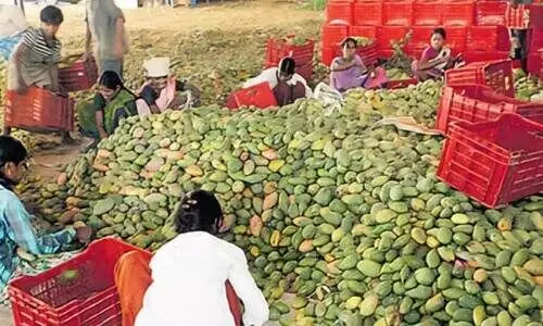 ക​ർ​ണാ​ട​ക മാ​ങ്ങ​ക്ക് ആ​ന്ധ്ര​യി​ൽ വി​ല​ക്ക്; ക​ർ​ഷ​ക​ർ ദു​രി​ത​ത്തി​ൽ