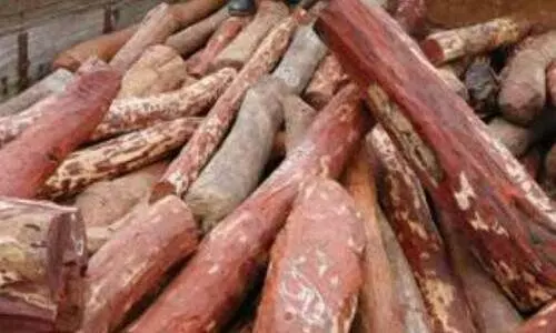 പ​ട്ടം കോ​ള​നി മേ​ഖ​ല​യി​ല്‍ ച​ന്ദ​ന മോ​ഷ​ണം വ്യാ​പ​കം