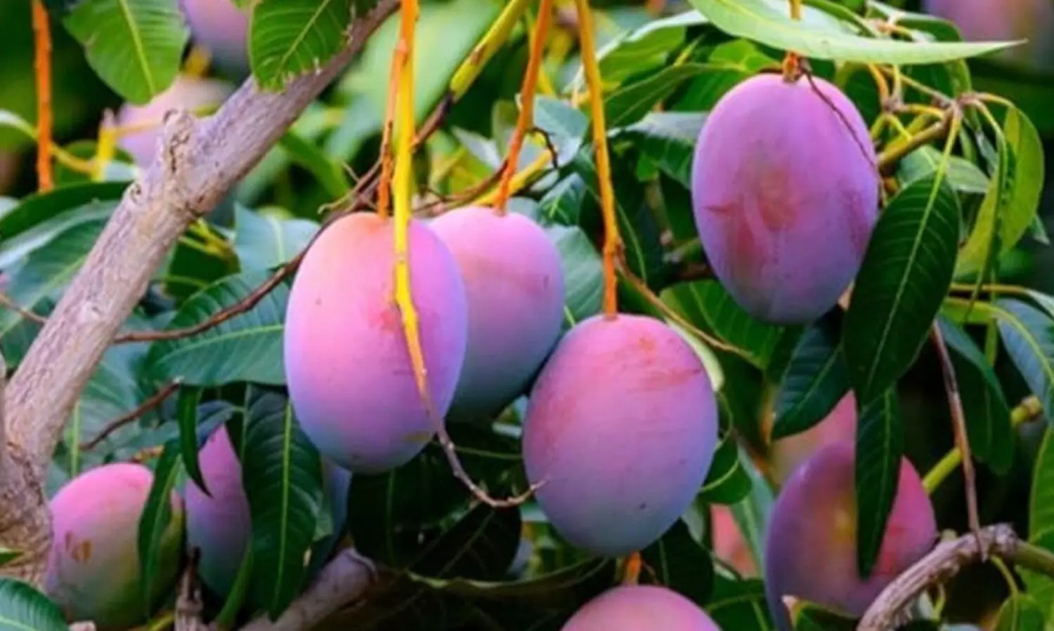 മിയാസാക്കി മാങ്ങയുടെ ആരോഗ്യ ഗുണങ്ങൾ