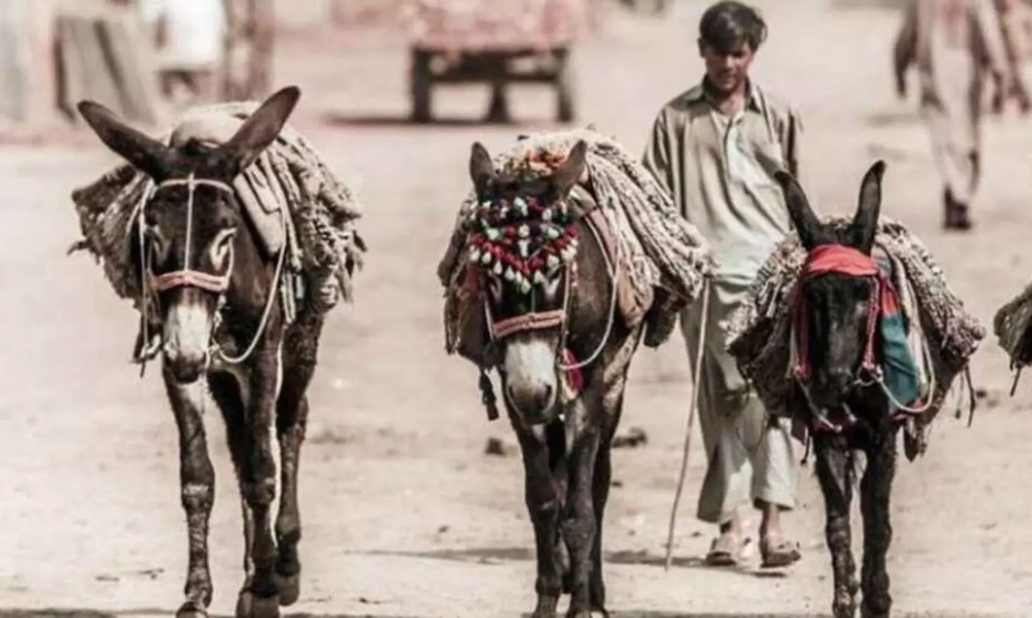 ചൈനയിൽ പ്രിയമേറുന്ന പാകിസ്താനിലെ കഴുതകൾ; കാരണമെന്ത്?