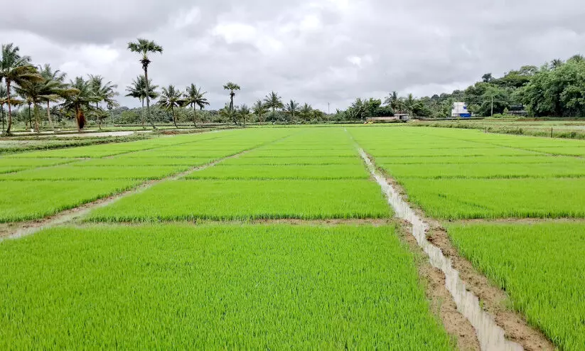 സംഘകൃഷി പദ്ധതി; 300 ഏക്കർ നെൽകൃഷിക്ക് ഞാറ്റടി തയാറാവുന്നു സംഘകൃഷി പദ്ധതി; 300 ഏക്കർ നെൽകൃഷിക്ക് ഞാറ്റടി തയാറാവുന്നു