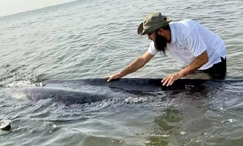 നീ​ല​ത്തി​മിം​ഗ​ല​ത്തെ സു​ര​ക്ഷി​ത​മാ​യി ക​ട​ലി​ലേ​ക്ക് തി​രി​ച്ച​യ​ച്ചു