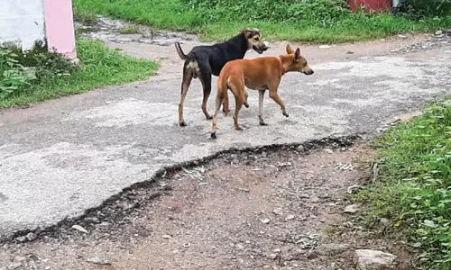 തെരുവുനായ് ശല്യത്തിൽ പൊറുതിമുട്ടി കൽമണ്ഡപം