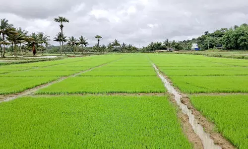 സംഘകൃഷി പദ്ധതി; 300 ഏക്കർ നെൽകൃഷിക്ക് ഞാറ്റടി തയാറാവുന്നു