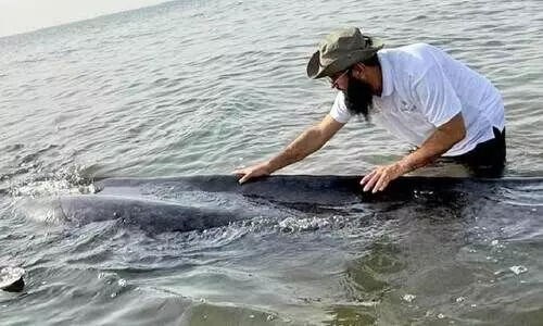 നീ​ല​ത്തി​മിം​ഗ​ല​ത്തെ സു​ര​ക്ഷി​ത​മാ​യി ക​ട​ലി​ലേ​ക്ക് തി​രി​ച്ച​യ​ച്ചു