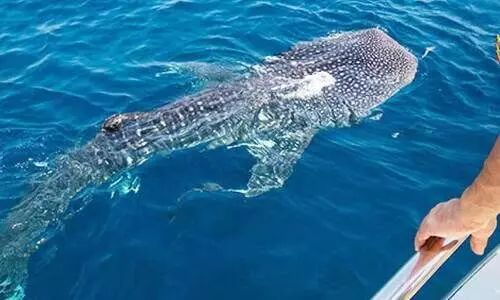 തി​മിം​ഗ​ല​ങ്ങ​ളെ കാ​ണാ​ൻ ഉ​ൾ​ക്ക​ട​ലി​ലേ​ക്കൊ​രു ടൂ​ർ