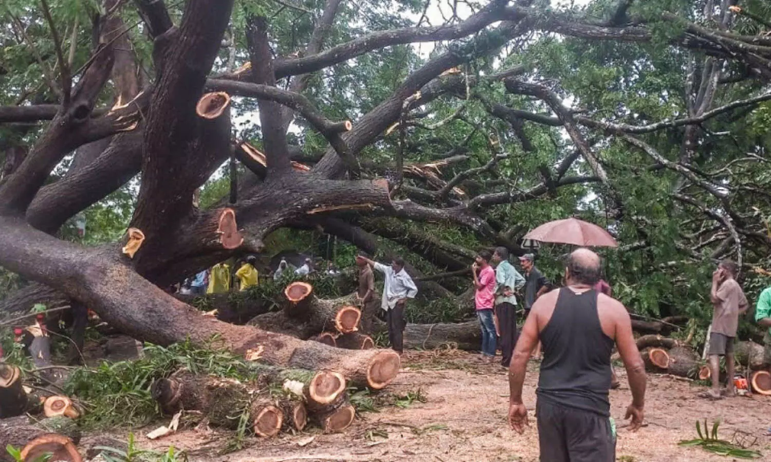 ചു​ങ്കം പാ​ല​ത്തി​നു സ​മീ​പം യാ​ത്ര​ക്കാ​ർ​ക്ക്​ ഭീ​ഷ​ണി​യാ​യി നി​ന്ന വാ​ക​മ​രം ക​ട​പു​ഴ​കി വീ​ണു;  സഹോദരങ്ങൾ രക്ഷപ്പെട്ടത്​ തലനാരിഴക്ക്​