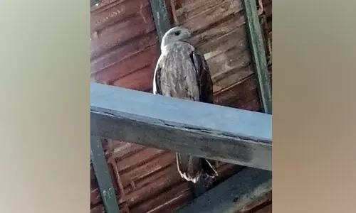 പരുന്തിനും പഠിക്കണം പോലും!