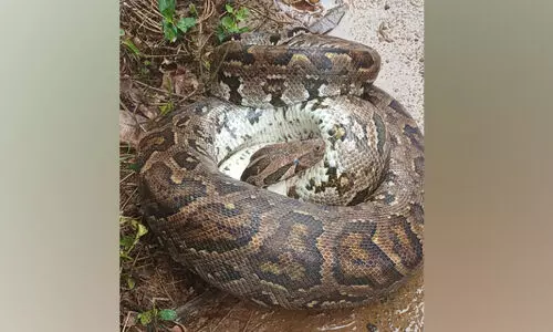 മ​ല​മ്പാ​മ്പ് ഛർ​ദി​ച്ചു, പു​റ​ത്തു​വ​ന്ന​ത് മ​ര​പ്പ​ട്ടി