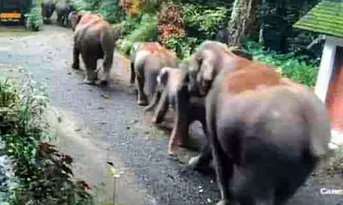 വീട്ടുമുറ്റത്ത് ഭീതി പരത്തി ആനക്കൂട്ടം