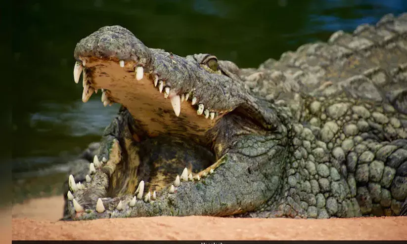 പുഴയിൽ കുളിക്കുന്നതിനിടെ യുവതിയെ മുതല കടിച്ചുകൊണ്ടുപോയി