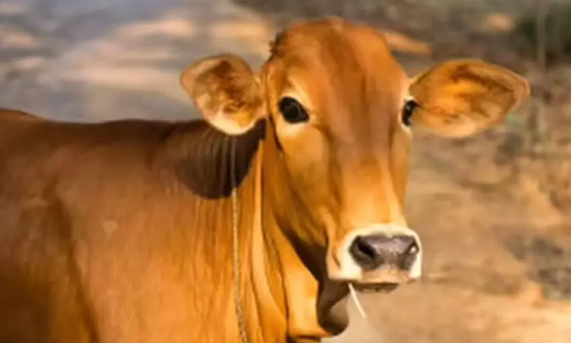 കൊട്ടിഗരയിയിലെ പശു പാൽ ചുരത്തുകയല്ല കുടിക്കുകയാണ് കൊട്ടിഗരയിയിലെ പശു പാൽ ചുരത്തുകയല്ല കുടിക്കുകയാണ്