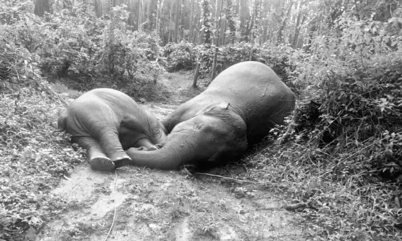 ആ​ന​യും കു​ട്ടി​യും ഷോ​ക്കേ​റ്റ് ചെ​രി​ഞ്ഞു