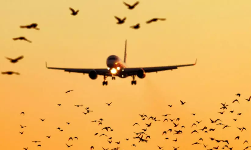 വിമാനത്താവളങ്ങളിൽ പക്ഷികളുമായുള്ള കൂട്ടിയിടികൾ ഇരട്ടിയായെന്ന് ​വ്യോമയാന മന്ത്രാലയം;  മുന്നിൽ ഡൽഹിയും മുംബൈയും അഹ്മദാബാദും