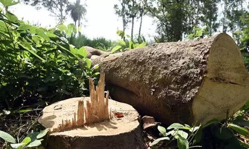 വിവാദ മരം വിൽപന; കരാറുകാ​രനെക്കൊണ്ട്​​ തുക അടപ്പിച്ച്​ തലയൂരാൻ ഉദ്യോഗസ്ഥർ