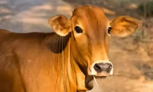 കൊ​ട്ടി​ഗ​ര​യി​യി​ലെ പ​ശു പാ​ൽ ചു​ര​ത്തു​ക​യ​ല്ല കു​ടി​ക്കു​ക​യാ​ണ്