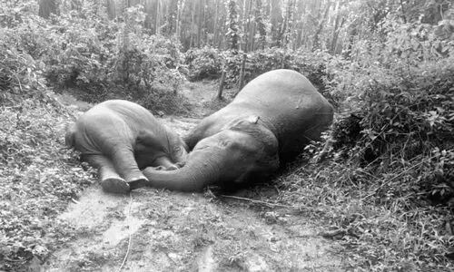 ആ​ന​യും കു​ട്ടി​യും ഷോ​ക്കേ​റ്റ് ചെ​രി​ഞ്ഞു